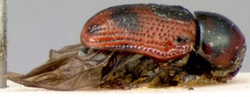 Media type: image; Entomology 9259   Aspect: habitus lateral view